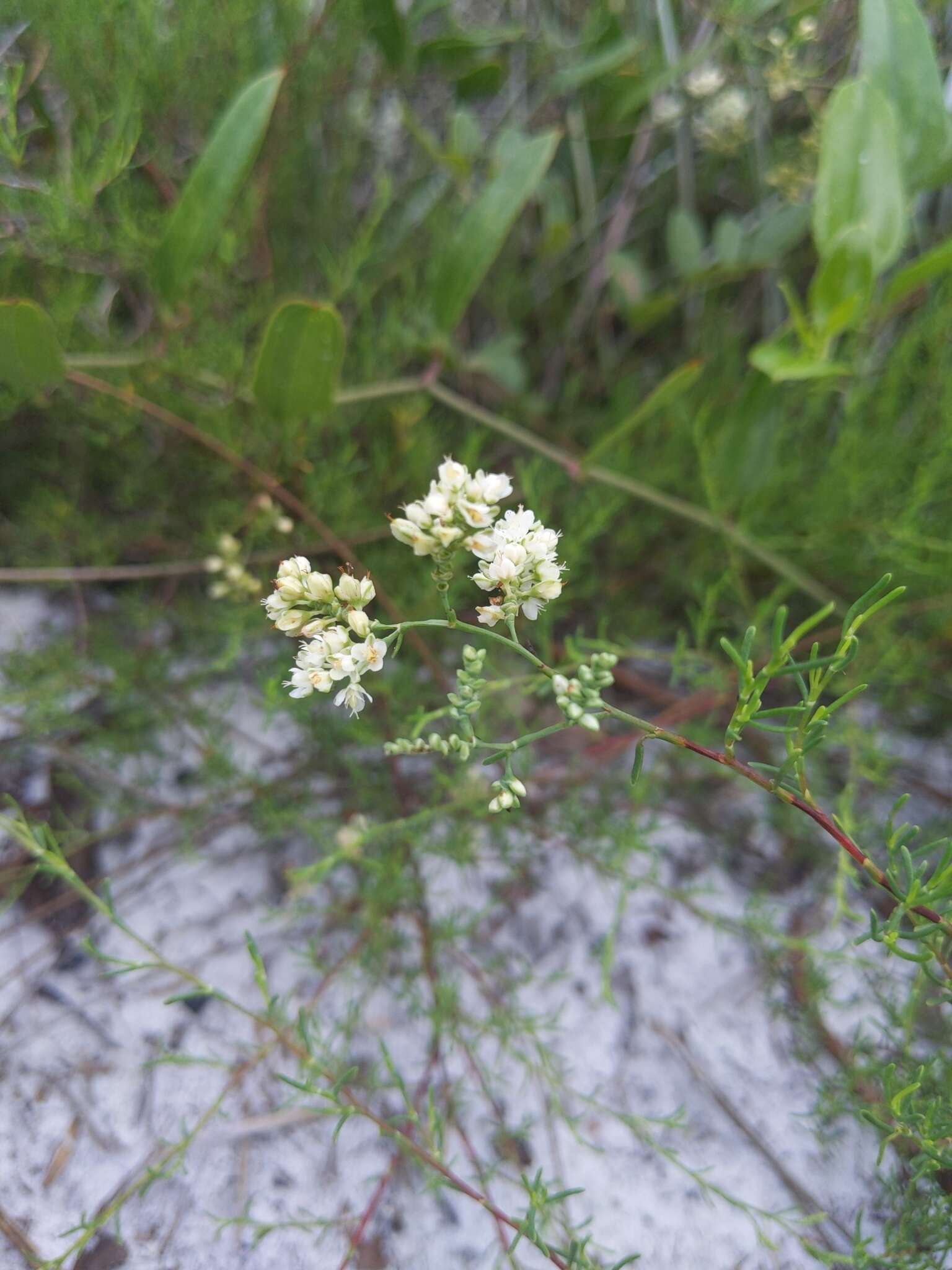 Image of Woody wireweed