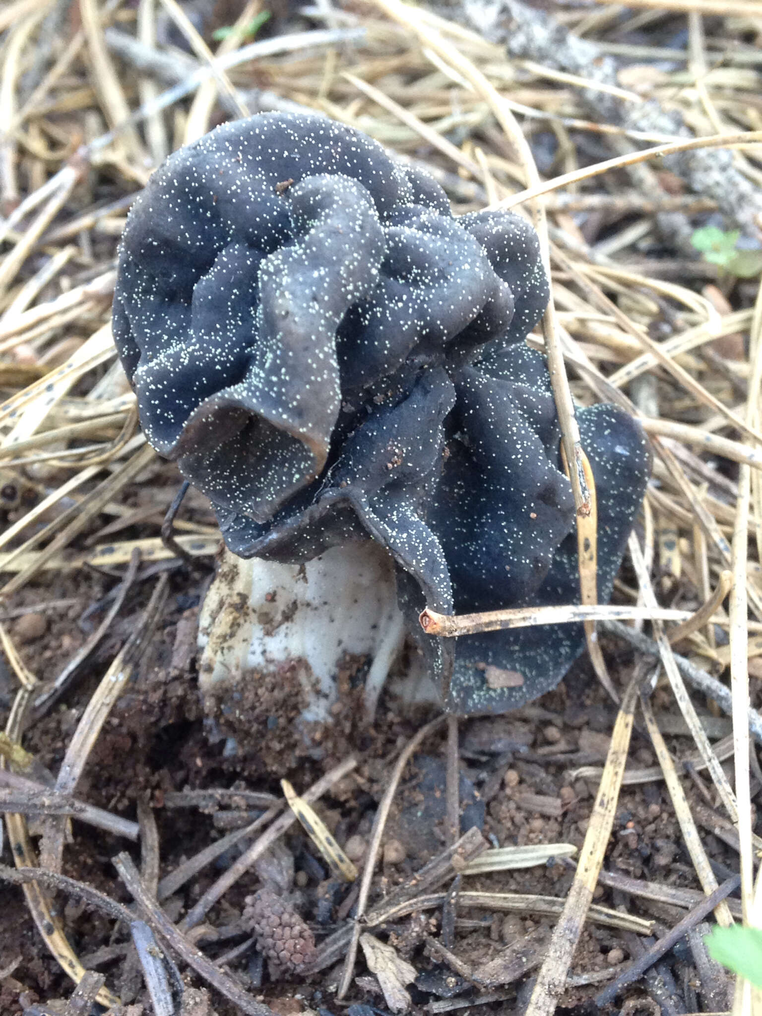 Image of Helvella vespertina N. H. Nguyen & Vellinga 2013