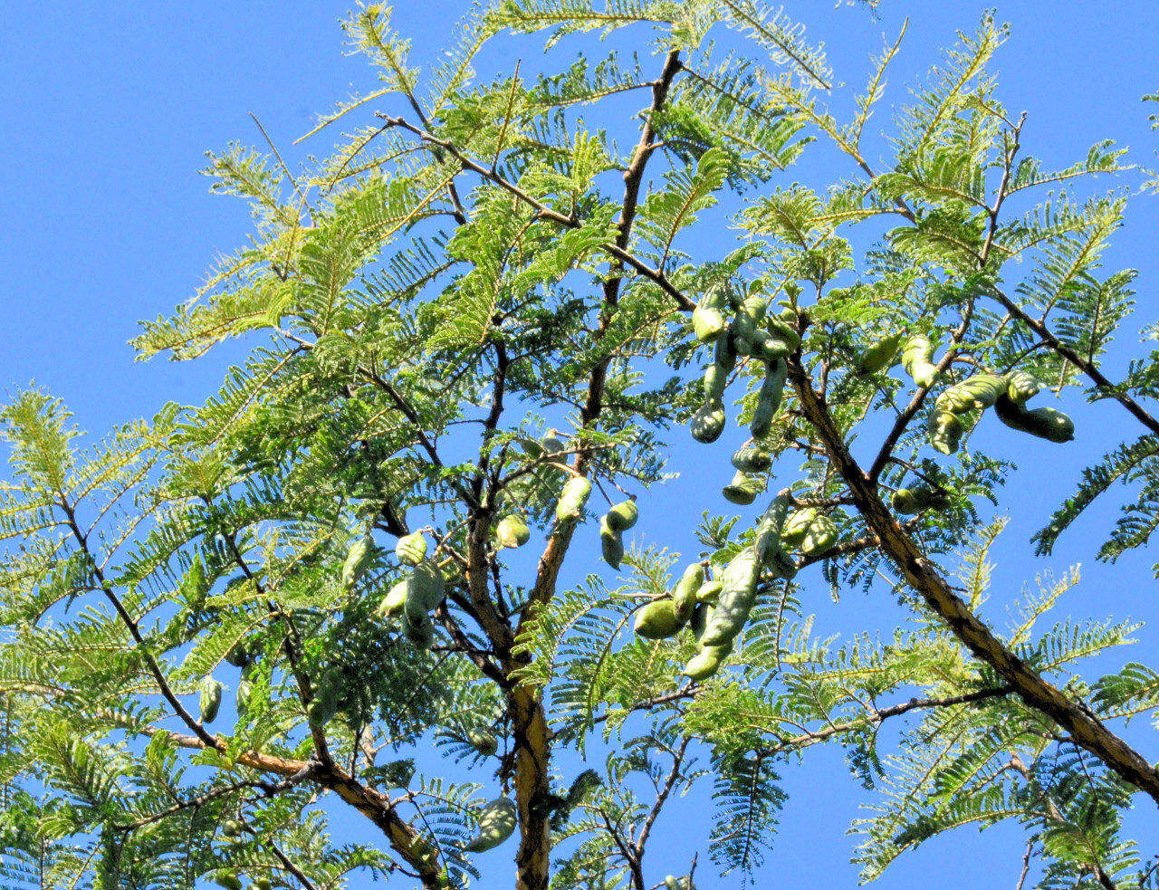 Image of Paperbark acacia