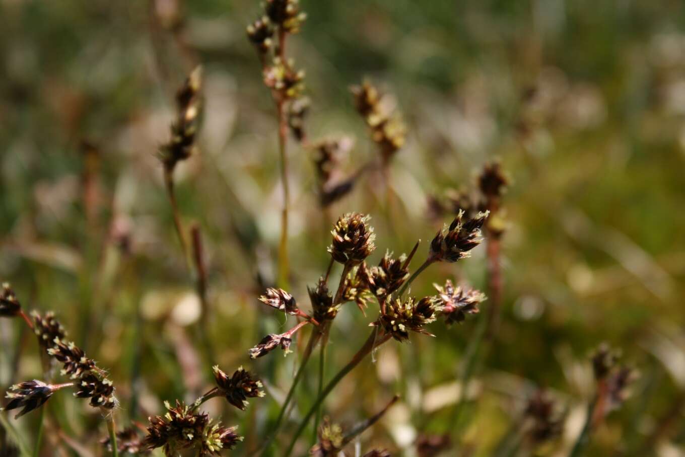 Image de luzule champêtre