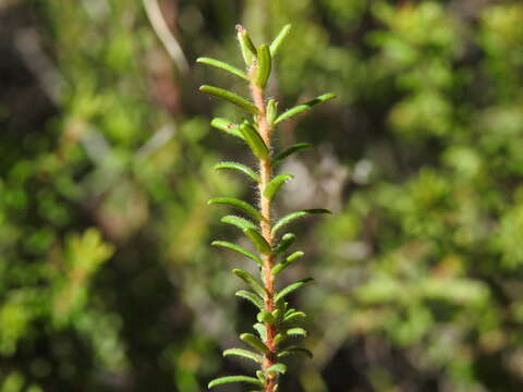 Image of Hibbertia vestita A. Cunn. ex Benth.