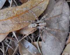 Image of Gladicosa pulchra (Keyserling 1877)