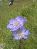 Image of Pincushion-flower