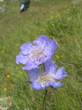 Image of Lomelosia caucasica (Bieb.) Greuter & Burdet