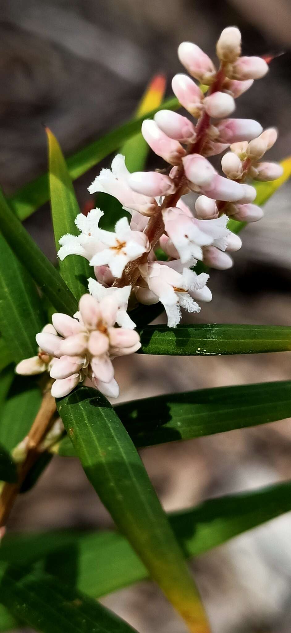 Image of Leucopogon australis R. Br.