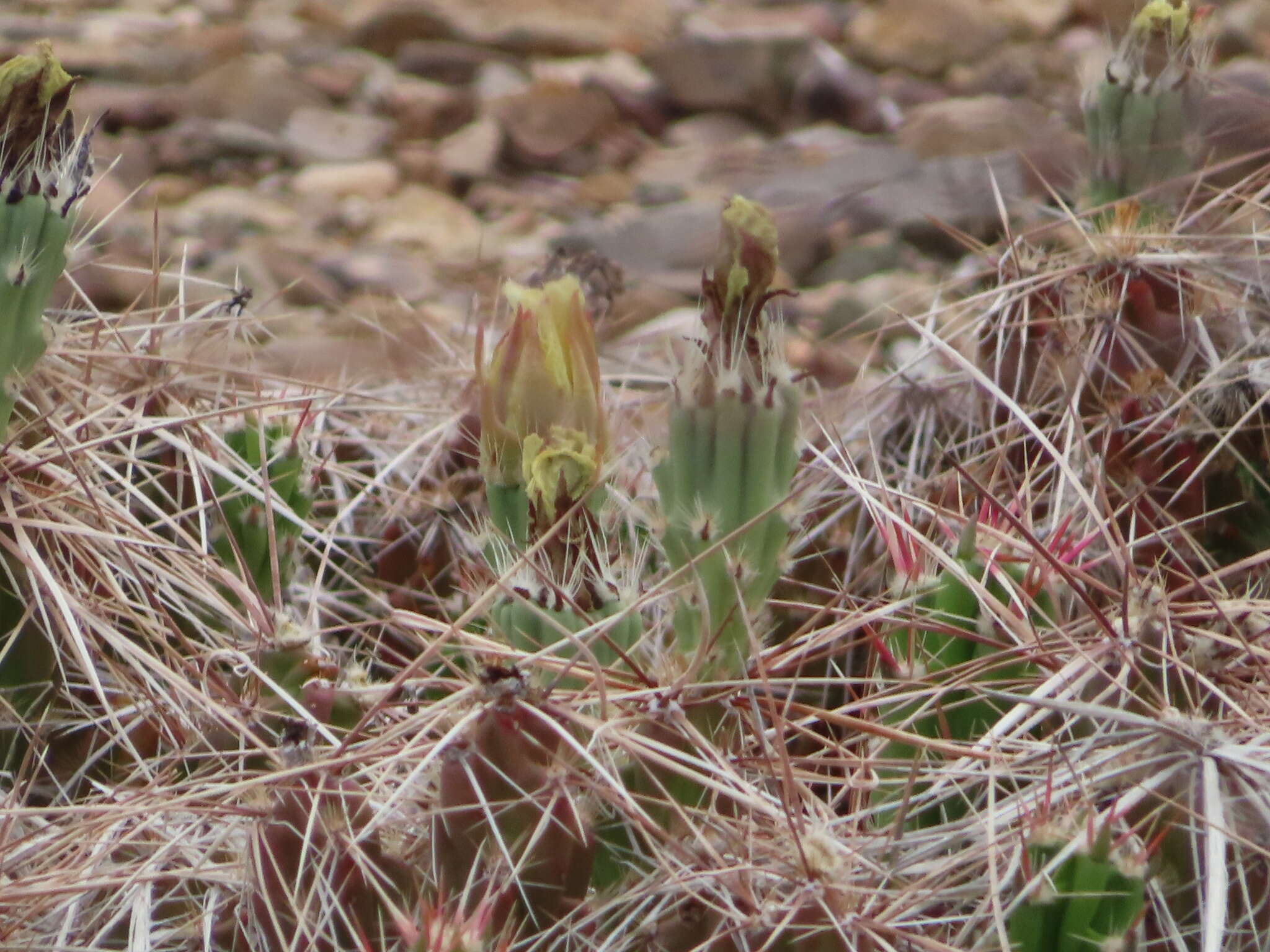 Image of Big Bend pricklypear