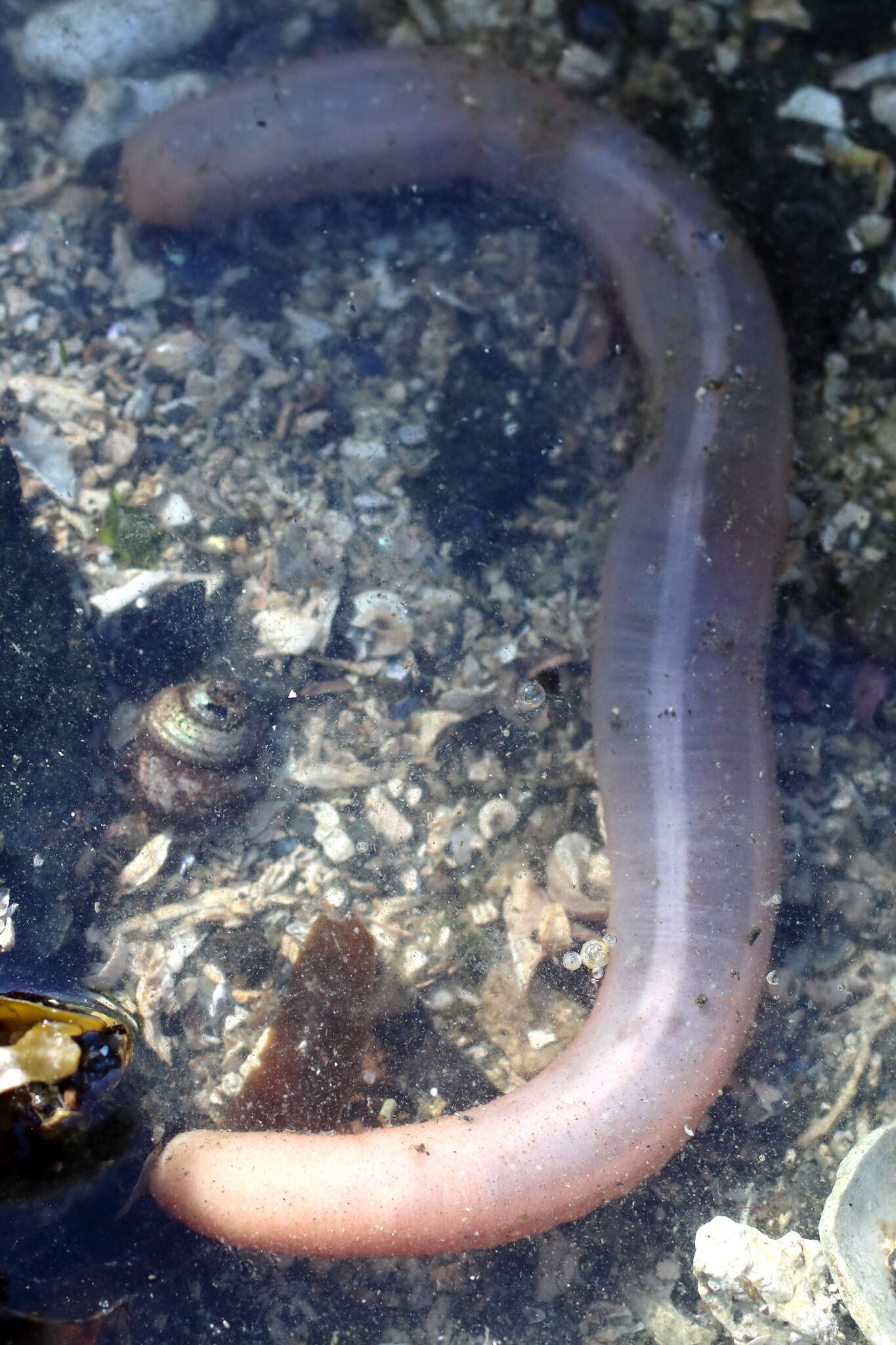 Image of jellybean footless sea cucumber