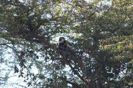 Image of Colobus guereza matschiei Neumann 1899