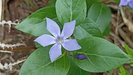 Image of Vinca difformis subsp. difformis