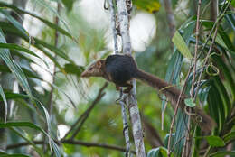 Image of Nicobar Tree Shrew