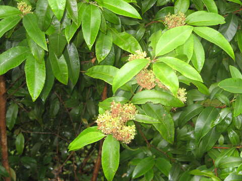 Image of Lemon Myrtle