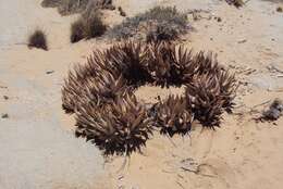 Image of Aloe asperifolia A. Berger