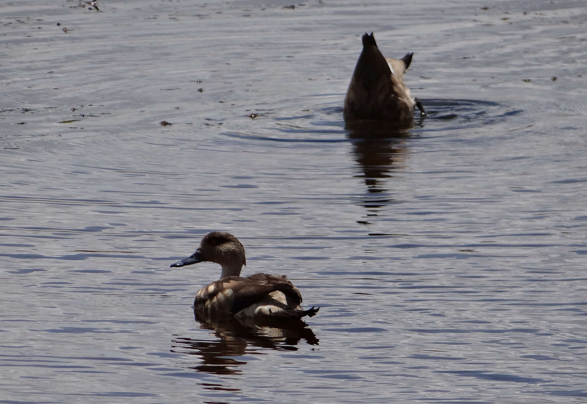 Image of Andean Crested Duck