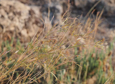 Plancia ëd Hyparrhenia hirta (L.) Stapf