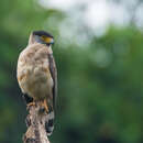 Image of Great Nicobar Serpent Eagle