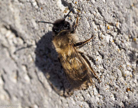 Andrena nycthemera Imhoff 1868 resmi