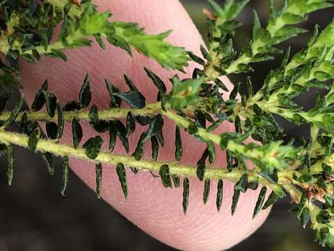 Image of Agathosma cerefolium (Vent.) Bartl. & Wendl. fil.