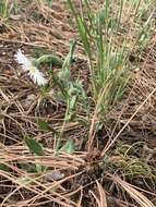 Image of Tall Fleabane