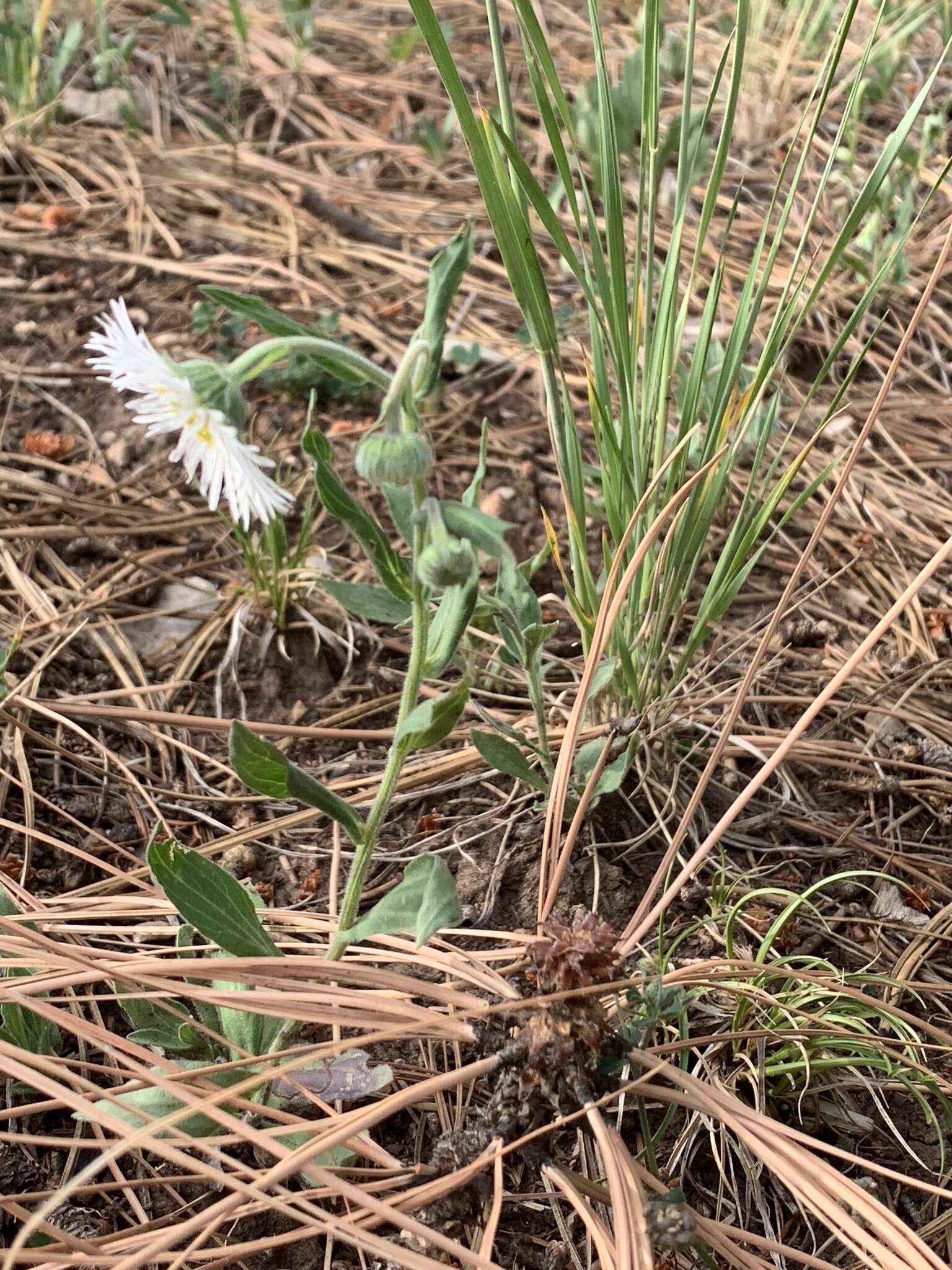 Image of Tall Fleabane