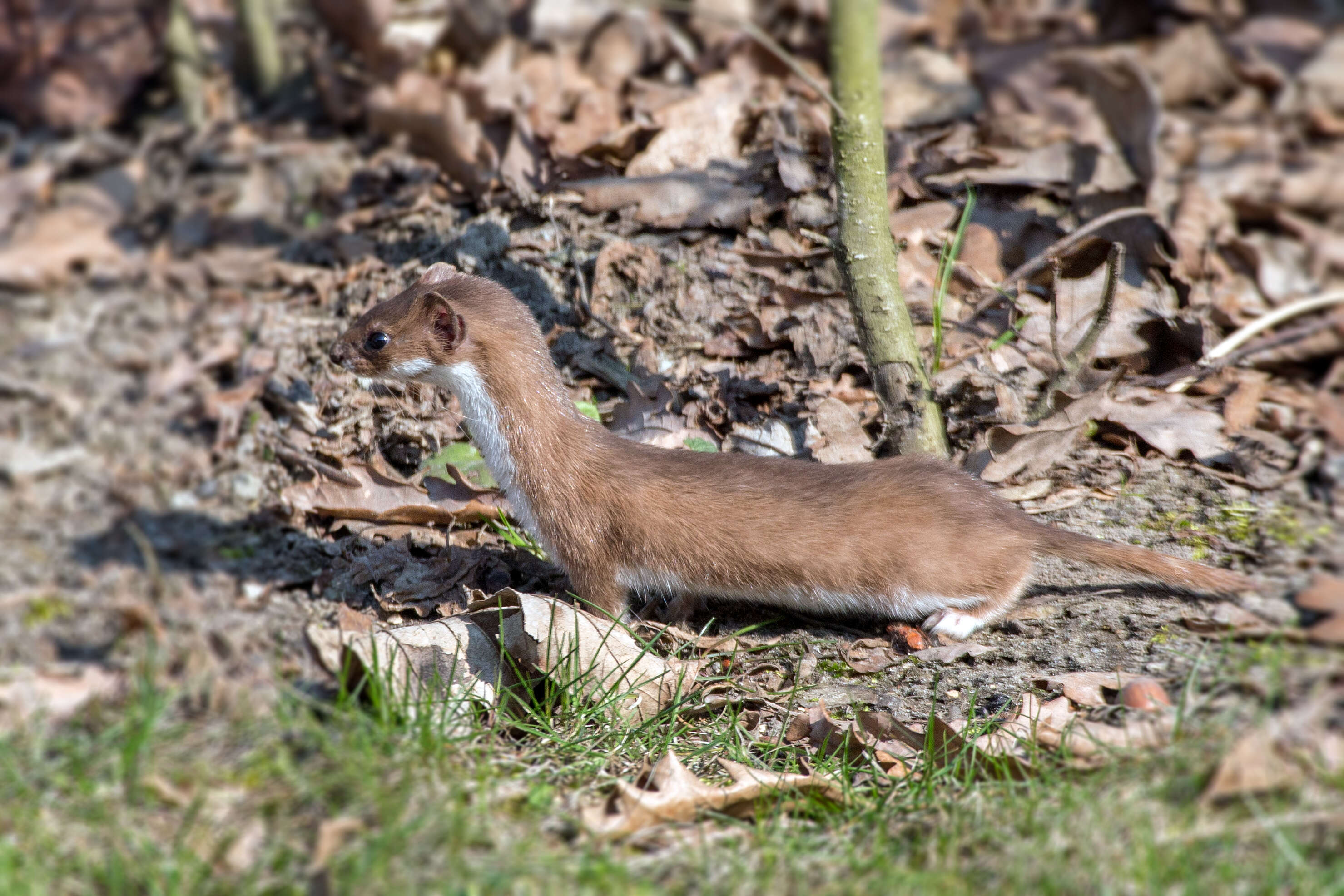 Image of least weasel