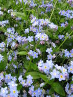 Image of true forget-me-not