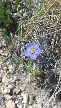 Image of bluebowls