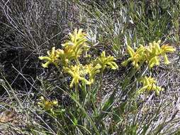 Image of Anigozanthos humilis Lindl.