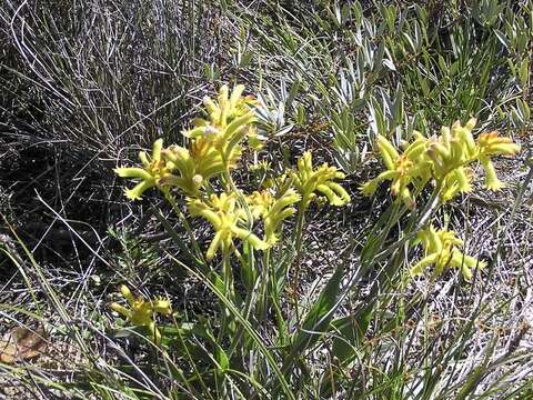 Imagem de Anigozanthos humilis Lindl.