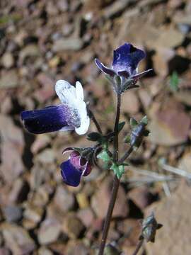 صورة Nemesia barbata (Thunb.) Benth.