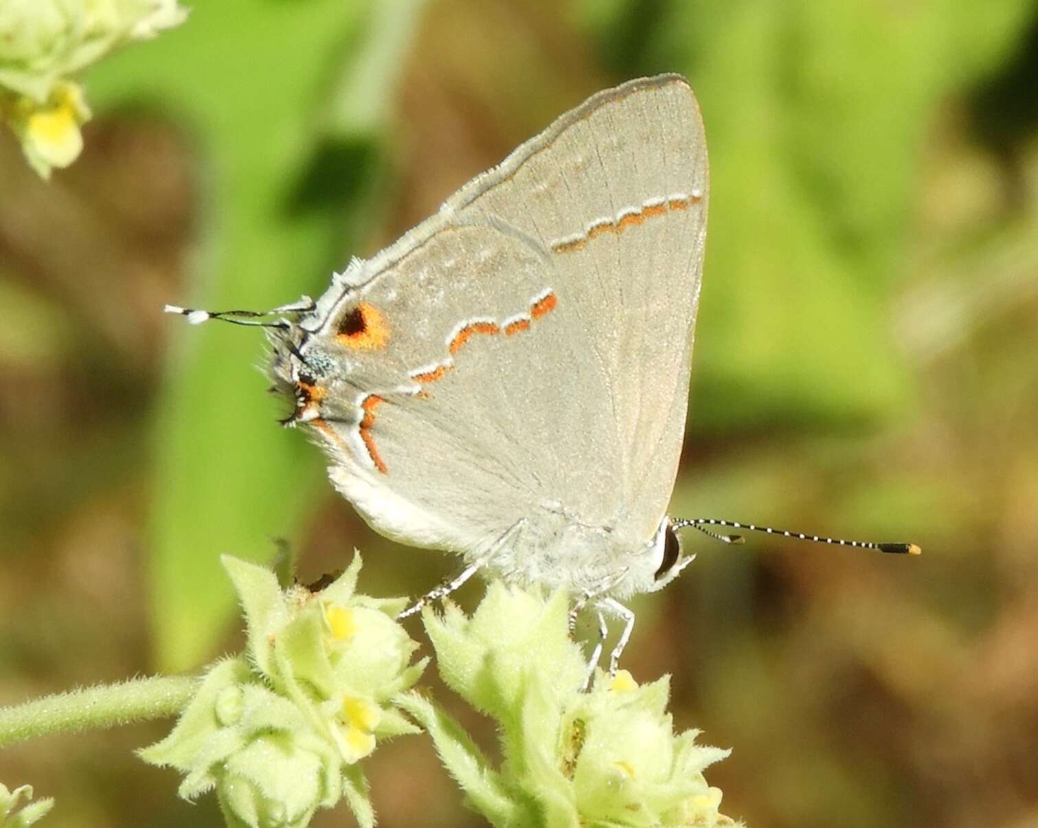 Image of Red-lined Scrub-Hairstreak