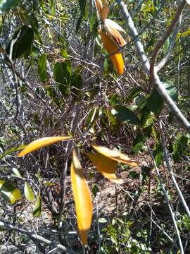 Loeseneriella urceolus (Tulasne) N. Hallé的圖片