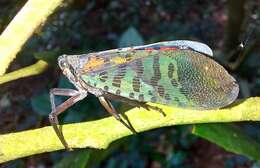 Image of Lycorma imperialis (White 1846)