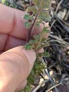 Image de Phacelia infundibuliformis Torr.