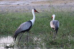 Imagem de Bugeranus carunculatus