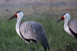 Imagem de Bugeranus carunculatus