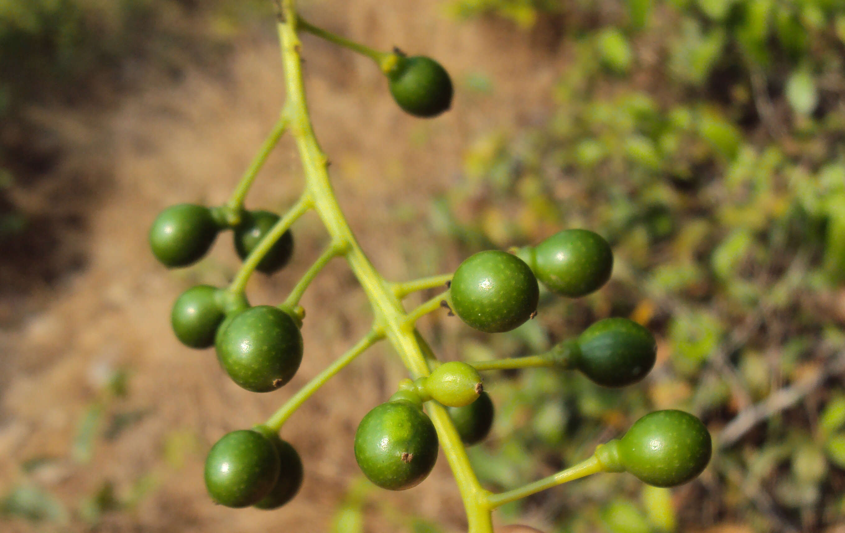 Image of Tinospora cordifolia (Willd.) Miers