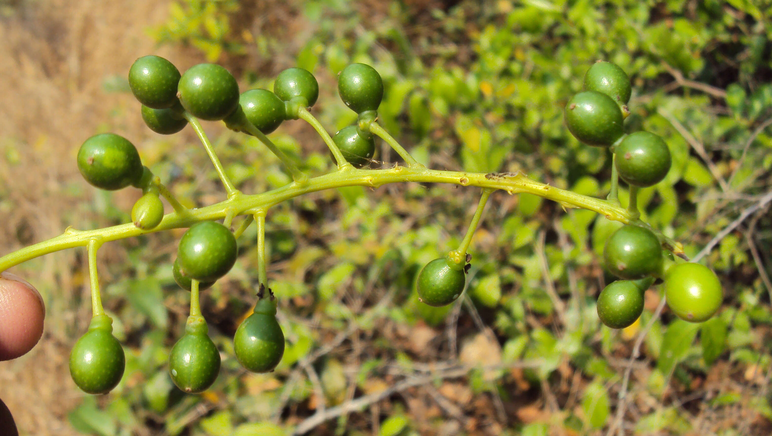 Image of Tinospora cordifolia (Willd.) Miers