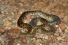 Image of Children's Python