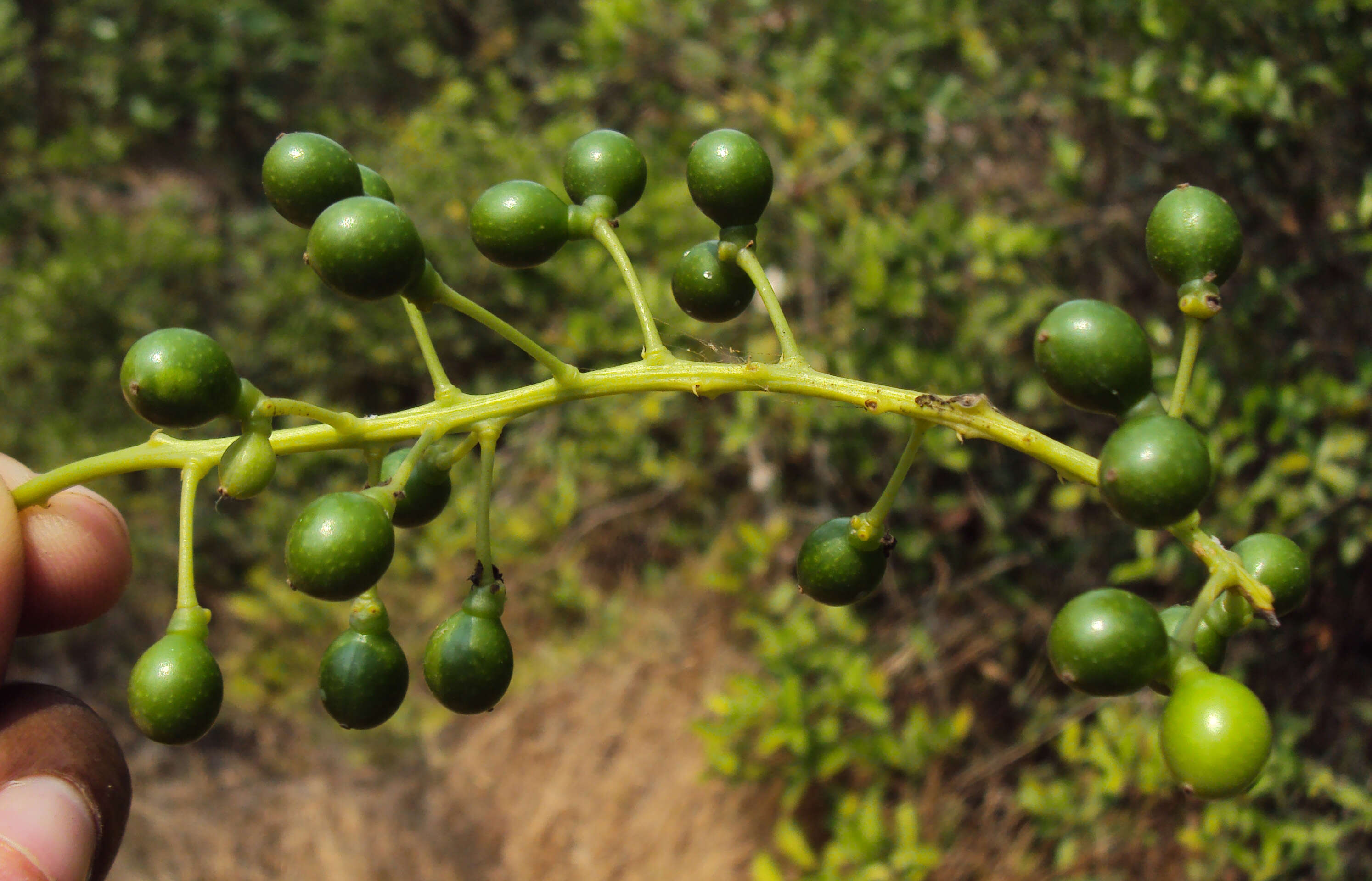 Image of Tinospora cordifolia (Willd.) Miers