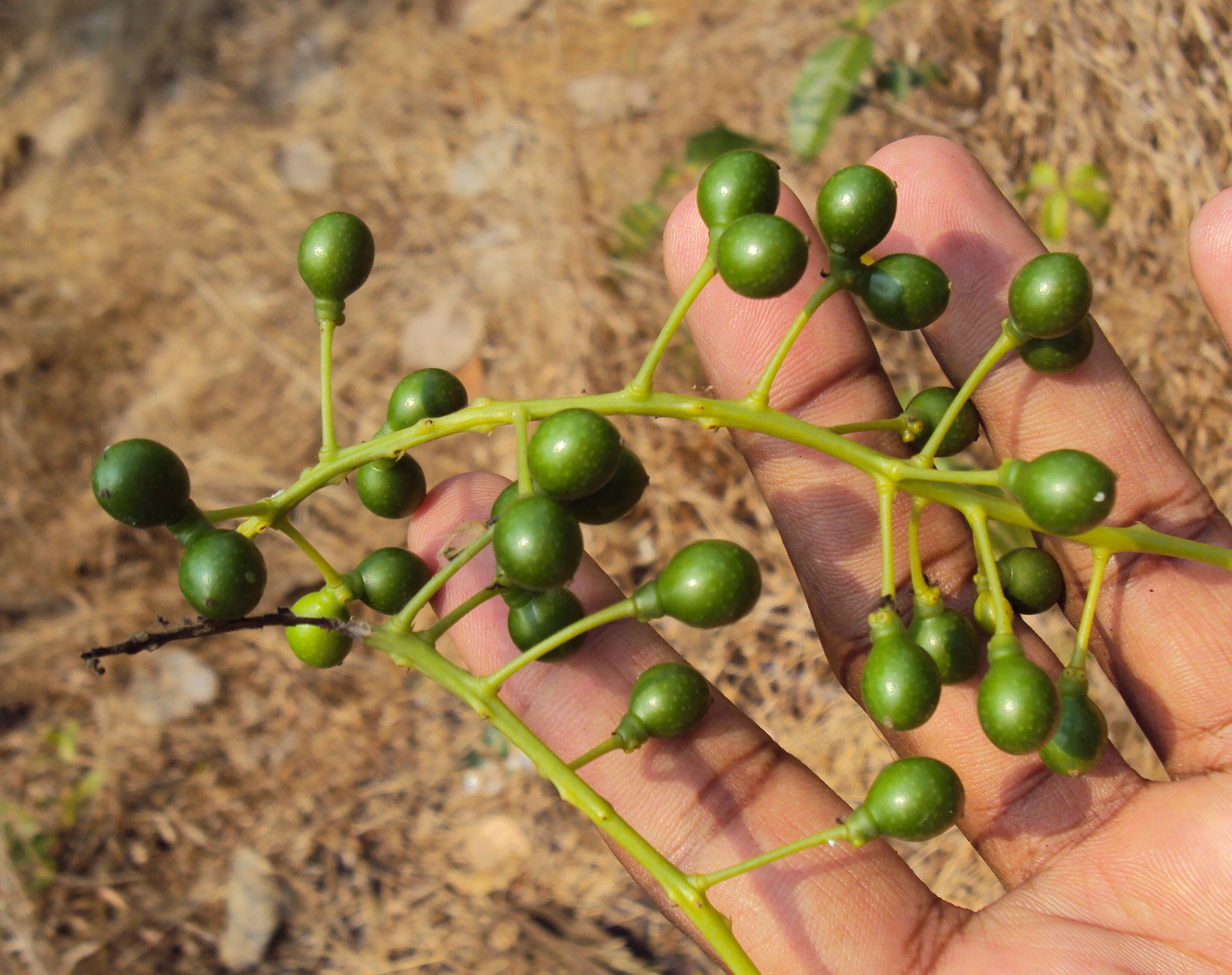 Image of Tinospora cordifolia (Willd.) Miers