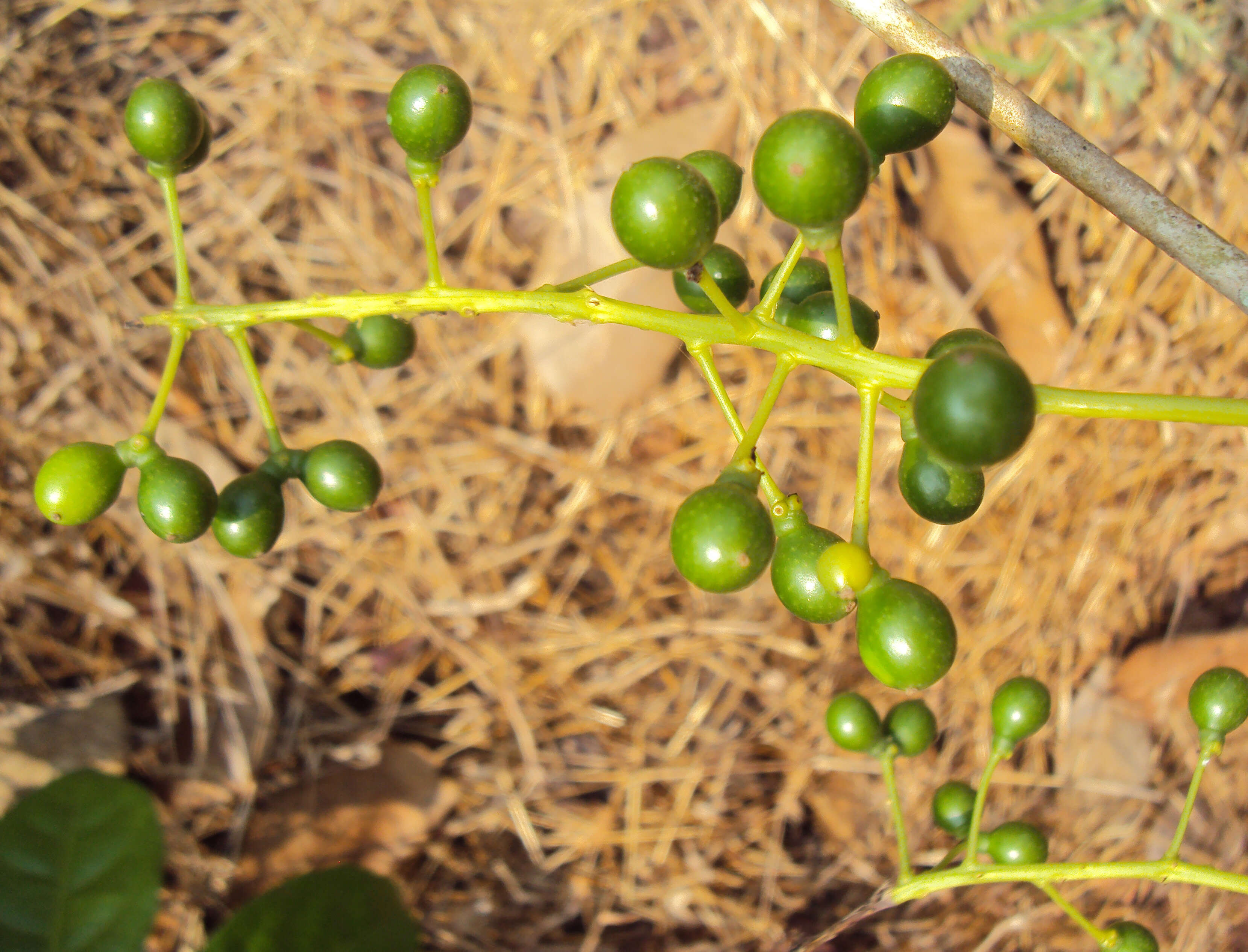 Image of Tinospora cordifolia (Willd.) Miers