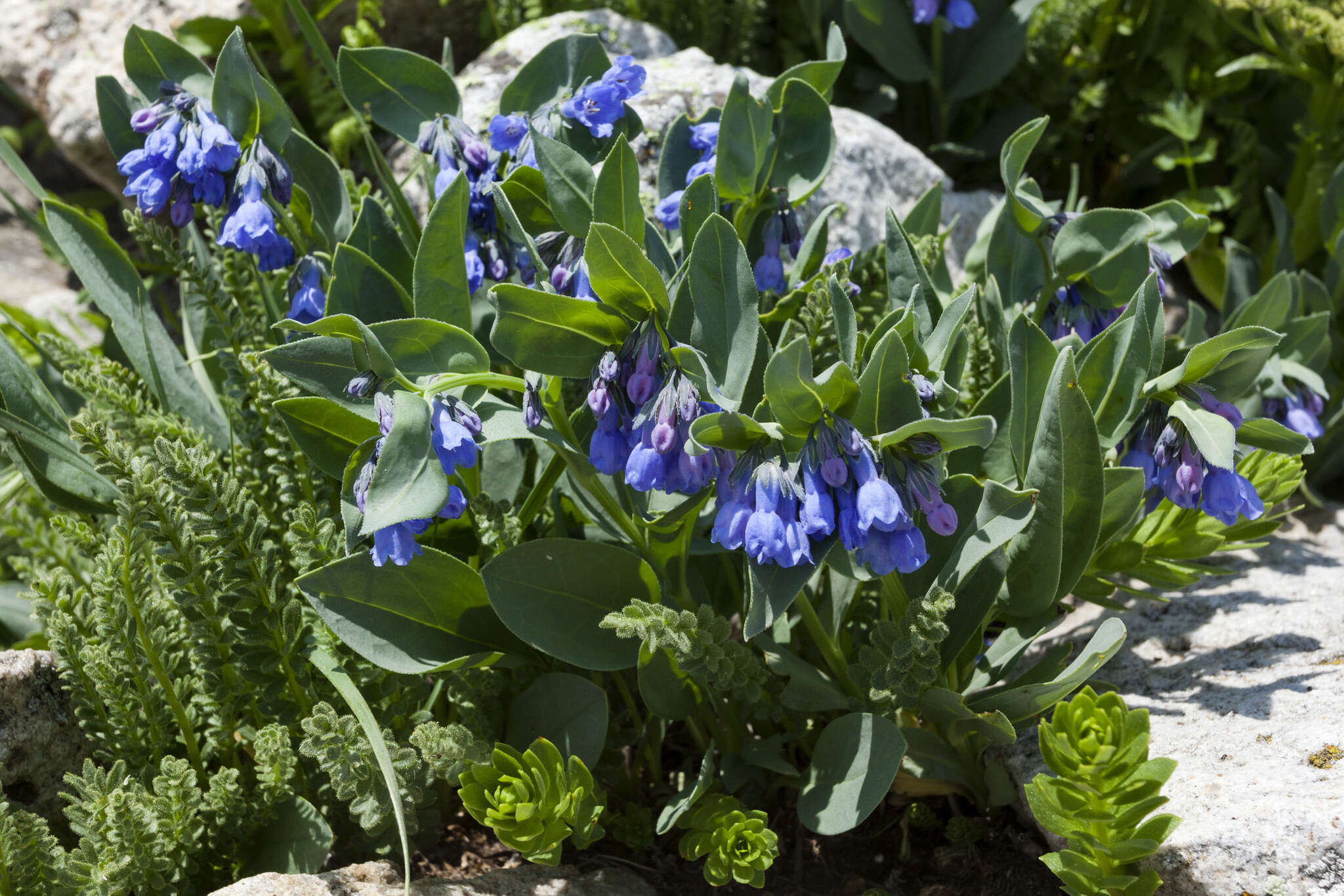 Image of Mertensia ovata var. caelestina (A. Nelson & Cockerell) Nazaire & L. Hufford