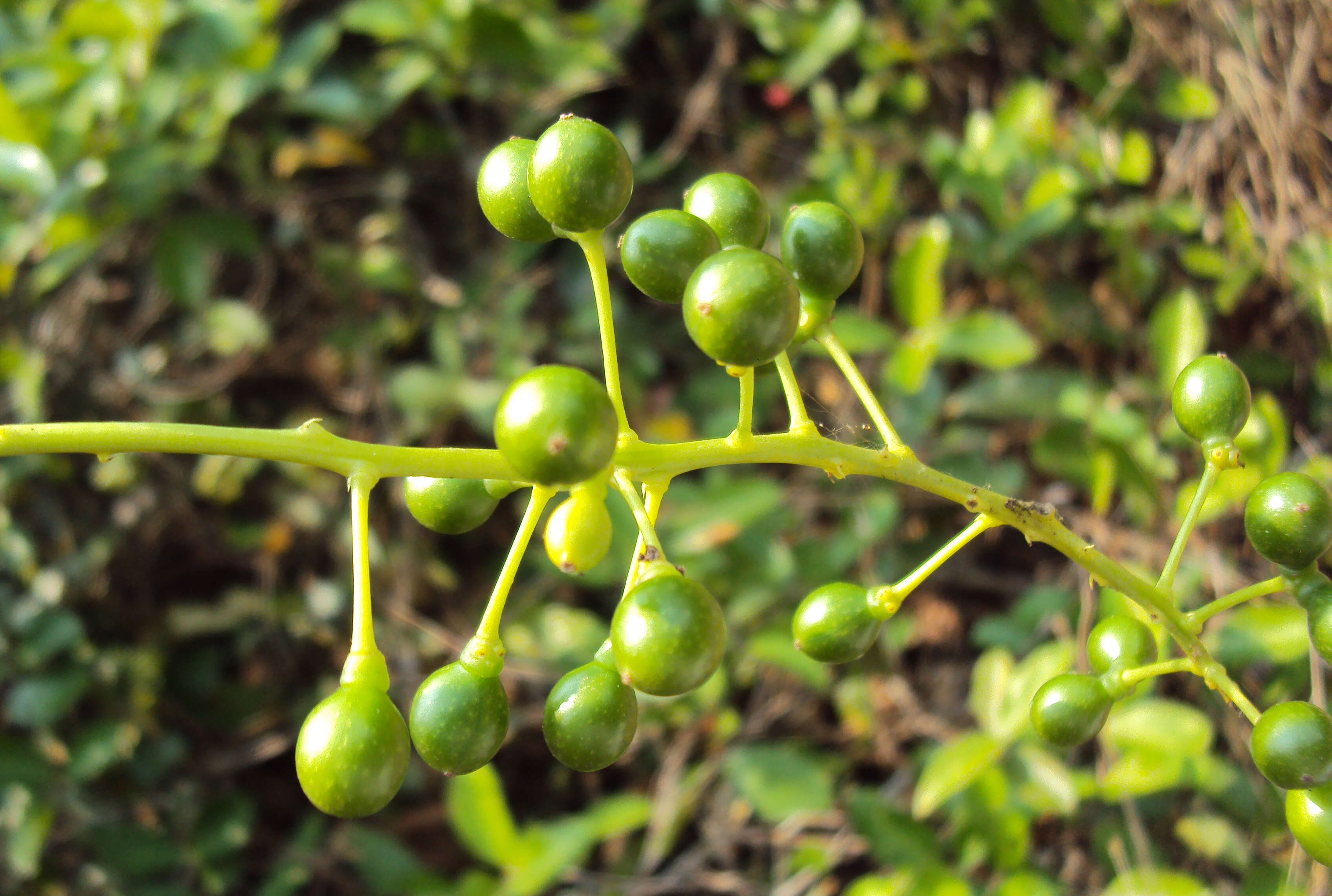 Image of Tinospora cordifolia (Willd.) Miers