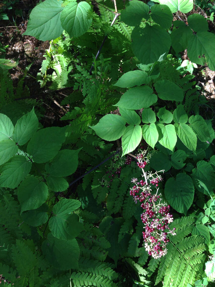 Image of American spikenard