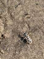 Image of Cicindela (Lophyridia) asperula L. Dufour 1821