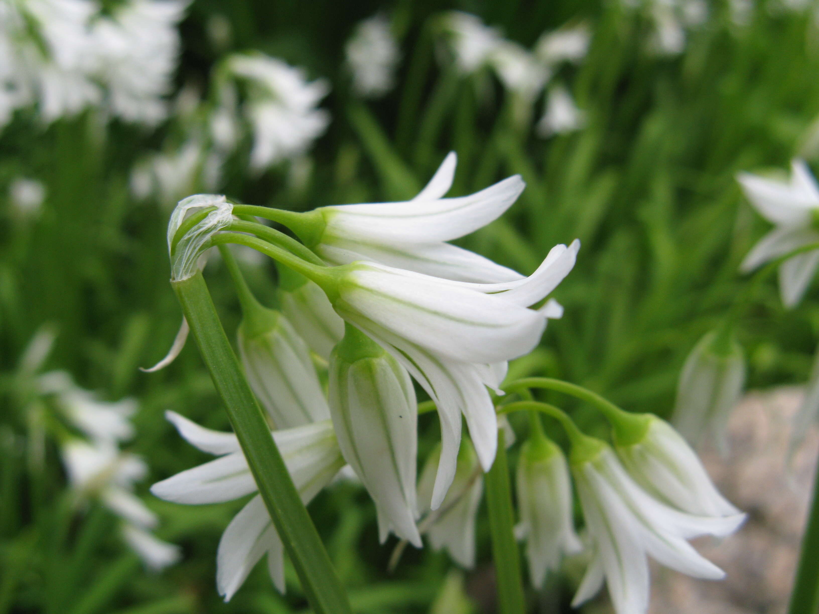 Image of Threecorner leek