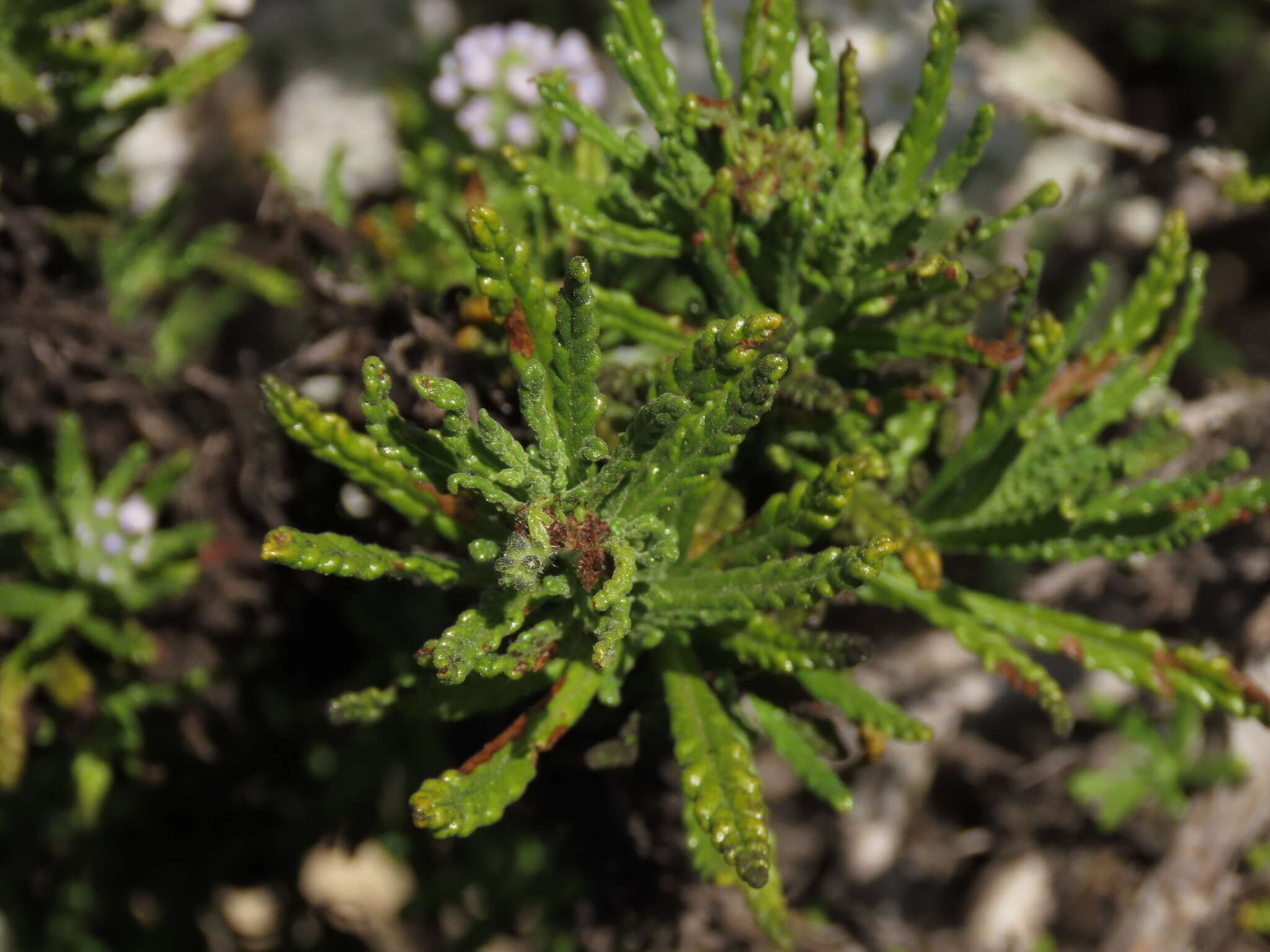 Heliotropium sinuatum (Miers) I. M. Johnst.的圖片