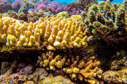 Image de Acropora millepora (Ehrenberg 1834)