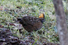 Image of Spotted Wood Quail