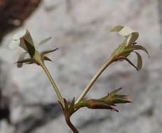 Image of Pelargonium elongatum (Cav.) Steud.